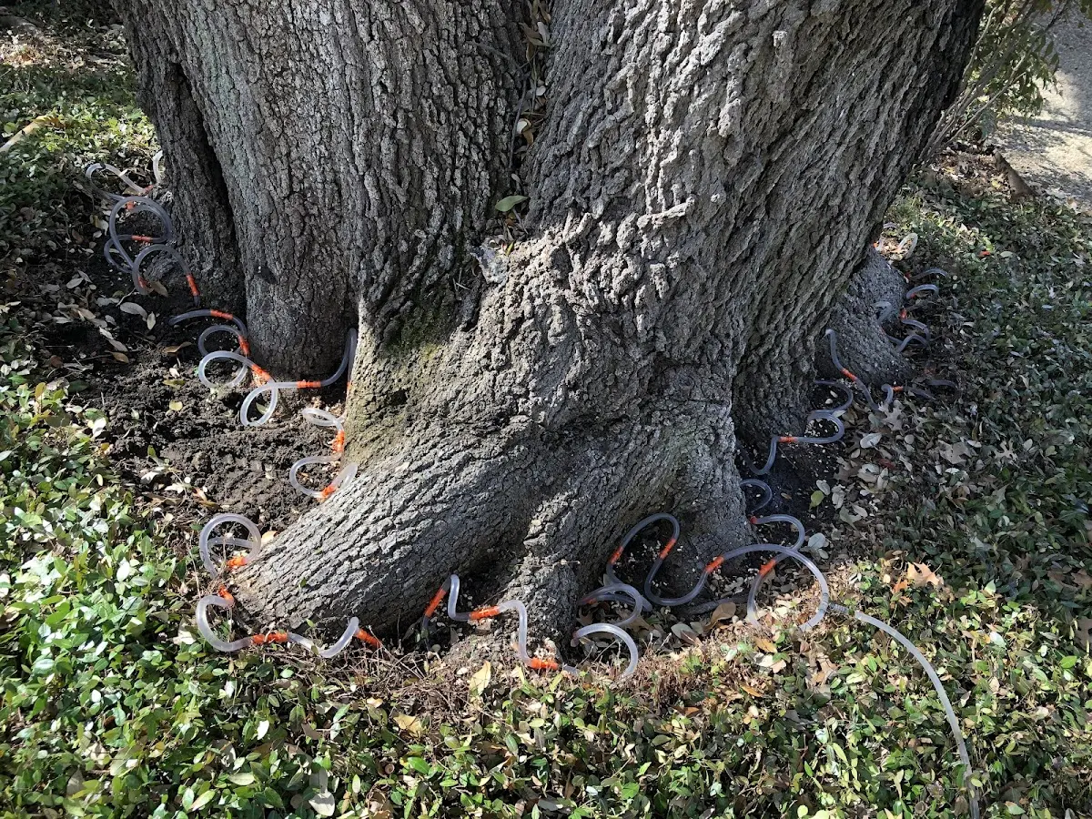 Detailed Tree Cabling and Bracing job site in Hammondsport