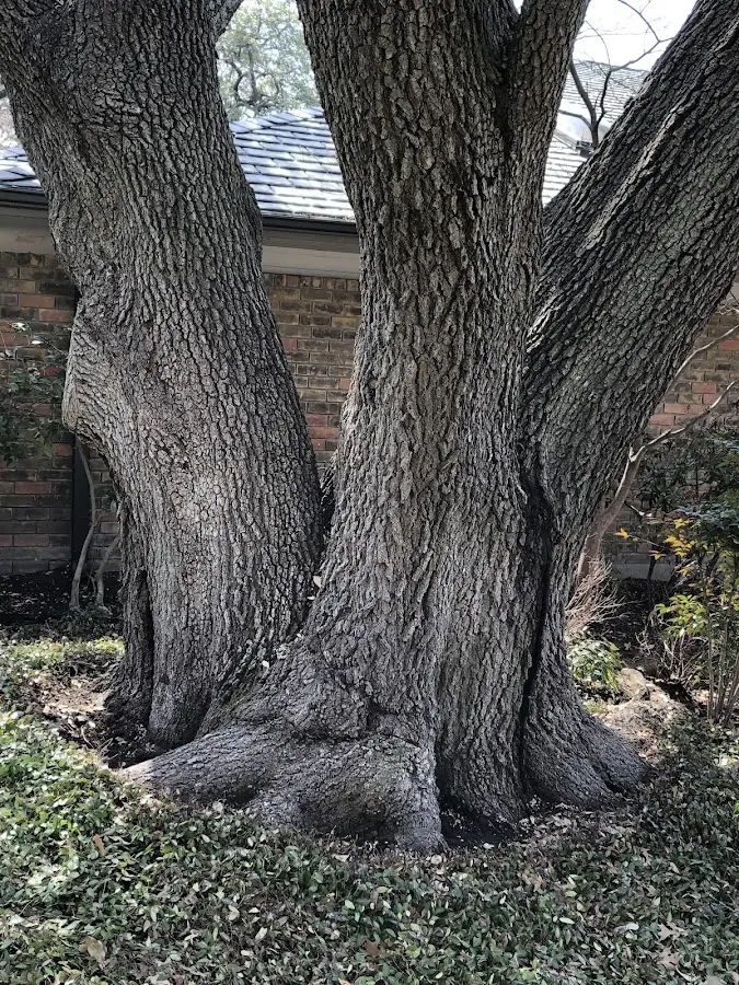 Mature heritage tree close to a Hammondsport property cared for by certified arborists